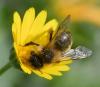 Andrena nigroaenea